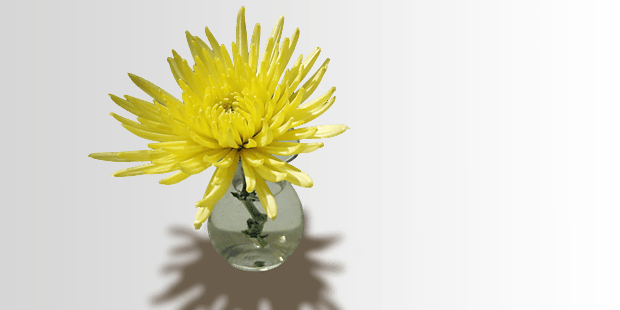 chrysant