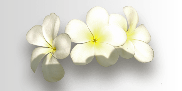 bloemen